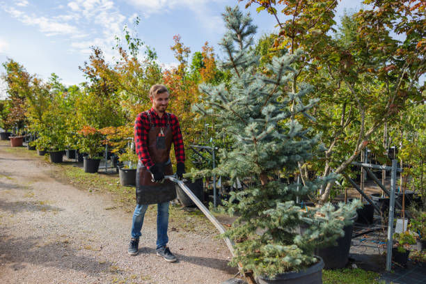 Best Tree Mulching Services  in USA